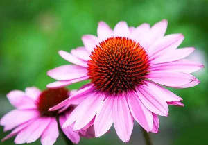 Echinacea — Naturalny stróż Twojego układu odpornościowego