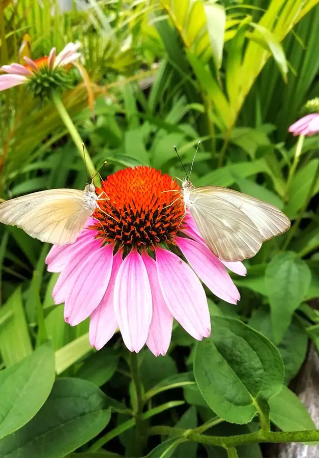 Zdjęcie przedstawiające kwiat jeżówki z motylami